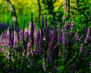 Preview wallpaper lavender, inflorescences, flowers, blur