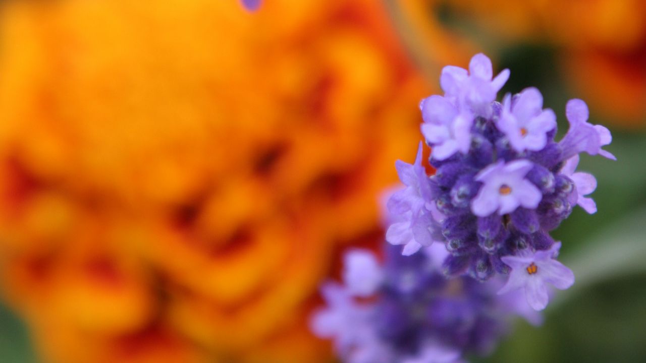 Wallpaper lavender, purple, flowers, blur