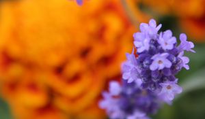 Preview wallpaper lavender, purple, flowers, blur