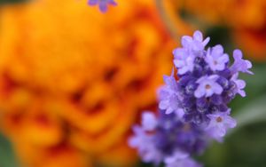 Preview wallpaper lavender, purple, flowers, blur