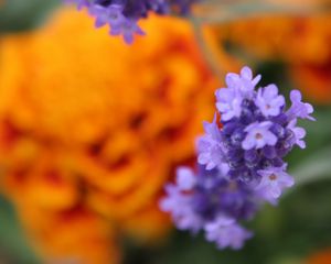 Preview wallpaper lavender, purple, flowers, blur