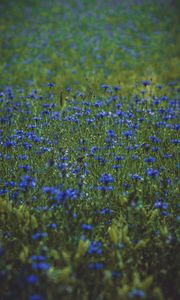 Preview wallpaper lavender, wildflowers, flowers, glade, flowering, grass