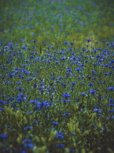 Preview wallpaper lavender, wildflowers, flowers, glade, flowering, grass