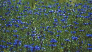 Preview wallpaper lavender, wildflowers, flowers, glade, flowering, grass