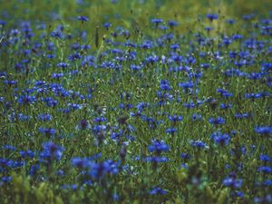 Preview wallpaper lavender, wildflowers, flowers, glade, flowering, grass