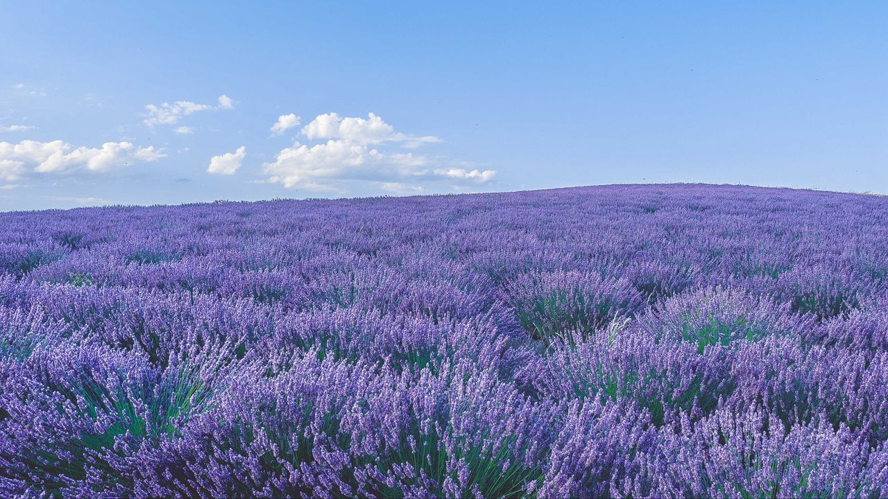 Wallpaper lavender, wildflowers, flowers, horizon, sky