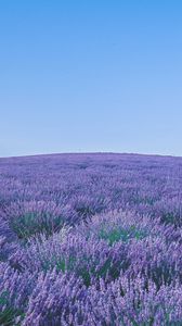 Preview wallpaper lavender, wildflowers, flowers, horizon, sky