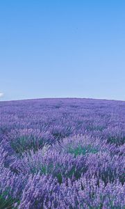 Preview wallpaper lavender, wildflowers, flowers, horizon, sky