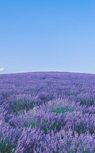 Preview wallpaper lavender, wildflowers, flowers, horizon, sky