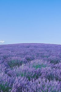 Preview wallpaper lavender, wildflowers, flowers, horizon, sky