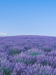 Preview wallpaper lavender, wildflowers, flowers, horizon, sky