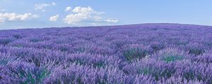 Preview wallpaper lavender, wildflowers, flowers, horizon, sky