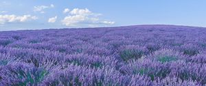 Preview wallpaper lavender, wildflowers, flowers, horizon, sky