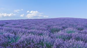 Preview wallpaper lavender, wildflowers, flowers, horizon, sky