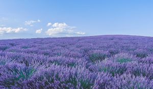 Preview wallpaper lavender, wildflowers, flowers, horizon, sky