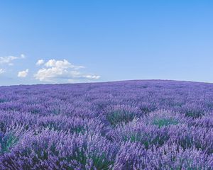 Preview wallpaper lavender, wildflowers, flowers, horizon, sky