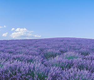 Preview wallpaper lavender, wildflowers, flowers, horizon, sky