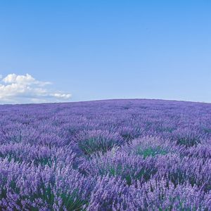 Preview wallpaper lavender, wildflowers, flowers, horizon, sky