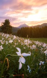 Preview wallpaper lawn, flowers, mountains, trees, landscape