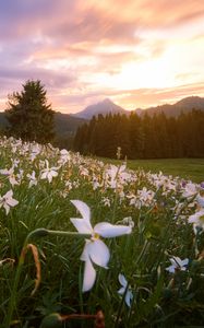 Preview wallpaper lawn, flowers, mountains, trees, landscape