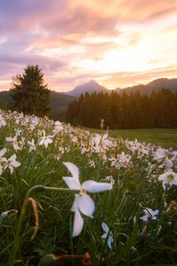 Preview wallpaper lawn, flowers, mountains, trees, landscape