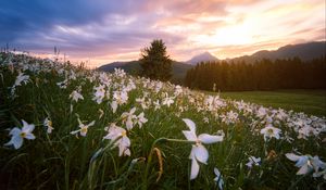 Preview wallpaper lawn, flowers, mountains, trees, landscape