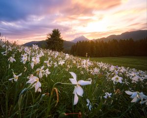 Preview wallpaper lawn, flowers, mountains, trees, landscape