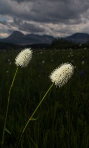 Preview wallpaper lawn, grass, flowers, wild, landscape