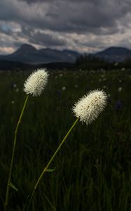 Preview wallpaper lawn, grass, flowers, wild, landscape