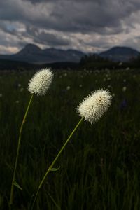 Preview wallpaper lawn, grass, flowers, wild, landscape