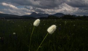 Preview wallpaper lawn, grass, flowers, wild, landscape