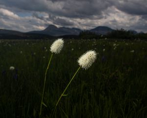 Preview wallpaper lawn, grass, flowers, wild, landscape