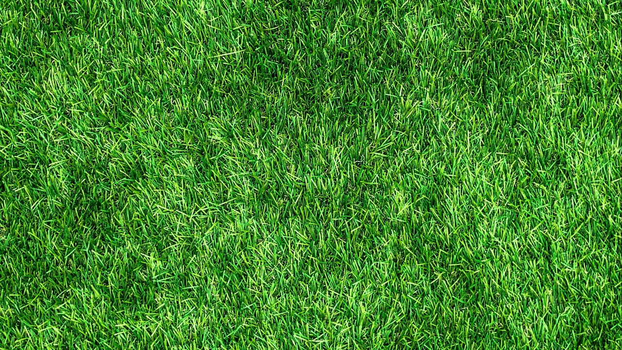 Wallpaper lawn, grass, green, thick, surface