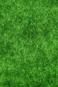 Preview wallpaper lawn, grass, green, thick, surface