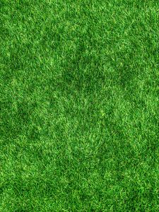 Preview wallpaper lawn, grass, green, thick, surface