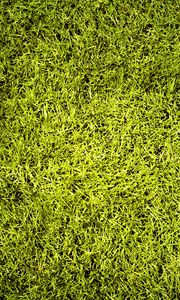 Preview wallpaper lawn, grass, greenery, texture, green