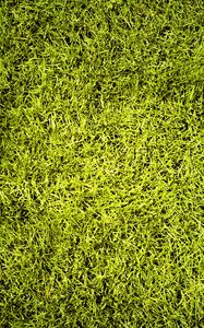 Preview wallpaper lawn, grass, greenery, texture, green