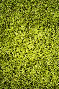 Preview wallpaper lawn, grass, greenery, texture, green