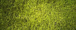 Preview wallpaper lawn, grass, greenery, texture, green