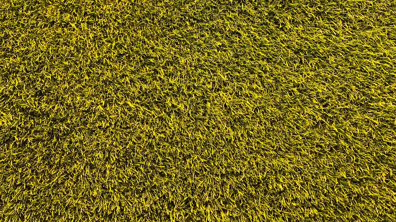 Wallpaper lawn, grass, texture, green