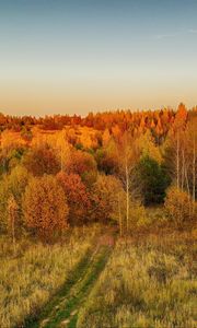 Preview wallpaper lawn, trees, autumn, landscape, aerial view