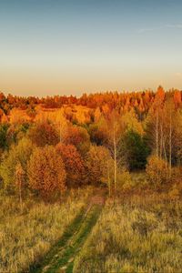 Preview wallpaper lawn, trees, autumn, landscape, aerial view