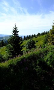 Preview wallpaper lawn, trees, bushes, grass, mountains, landscape