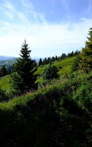 Preview wallpaper lawn, trees, bushes, grass, mountains, landscape