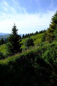 Preview wallpaper lawn, trees, bushes, grass, mountains, landscape