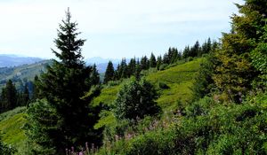 Preview wallpaper lawn, trees, bushes, grass, mountains, landscape