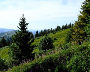 Preview wallpaper lawn, trees, bushes, grass, mountains, landscape