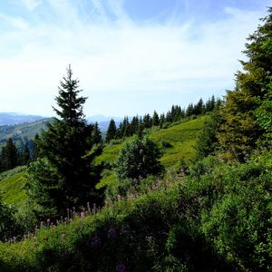 Preview wallpaper lawn, trees, bushes, grass, mountains, landscape