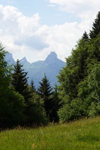 Preview wallpaper lawn, trees, mountain, grass, nature