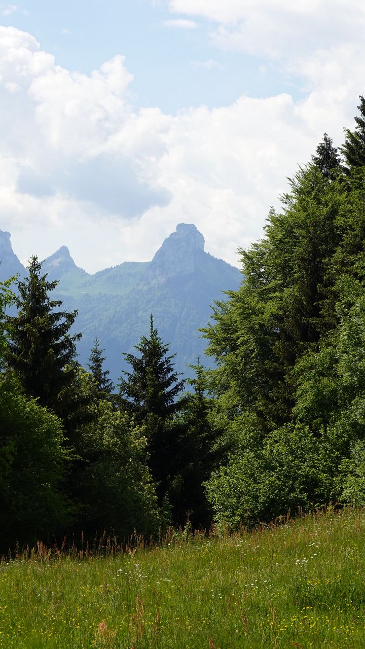720x1280 Wallpaper lawn, trees, mountain, grass, nature